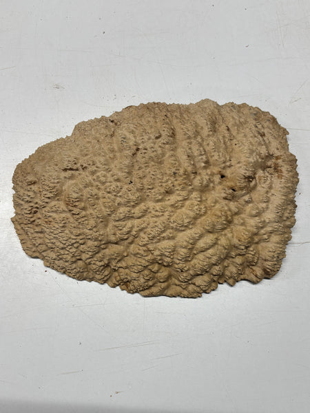 Brown Mallee Burl Blank 14" x 10" x 2" 7.3 Lbs #7131 - Exotic Wood Zone