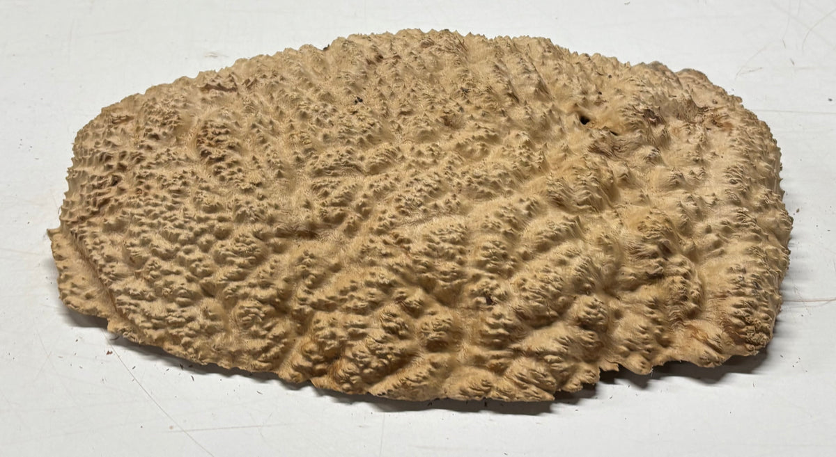 Brown Mallee Burl Blank 14" x 10" x 2" 7.3 Lbs #7131 - Exotic Wood Zone