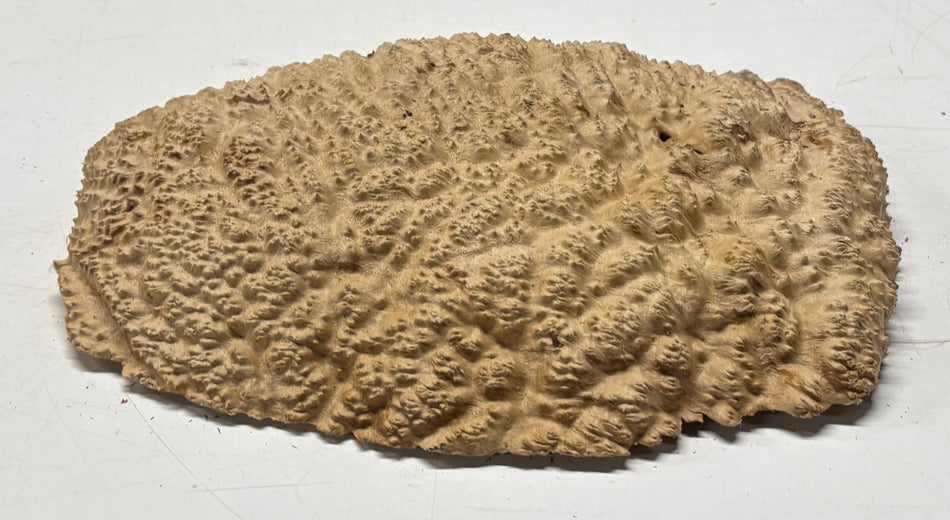 Brown Mallee Burl Blank 14" x 10" x 2" 7.3 Lbs #7131 - Exotic Wood Zone