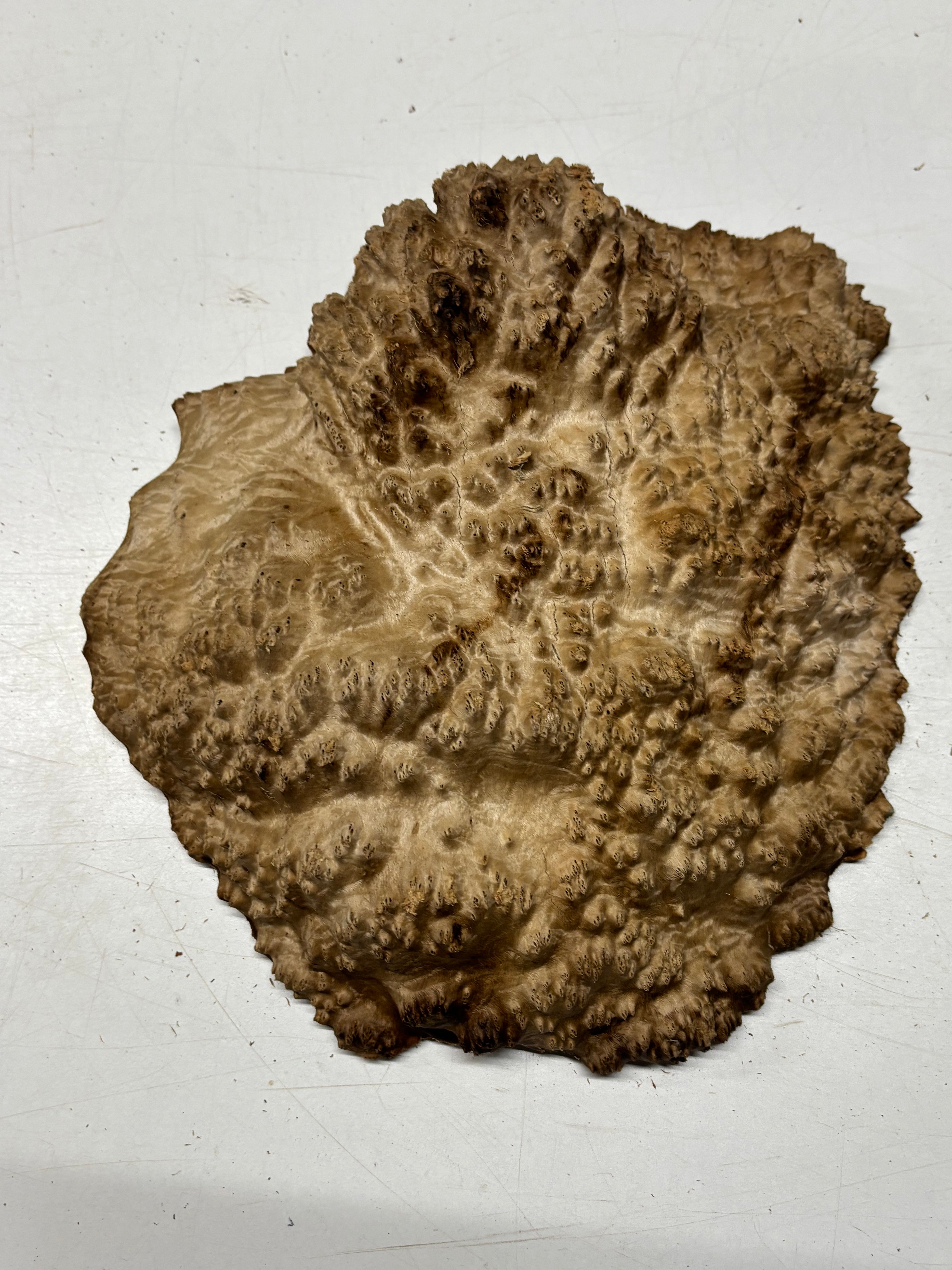 Brown Mallee Burl Blank 11" x 9" x 3" 8.9 Lbs #7132 - Exotic Wood Zone