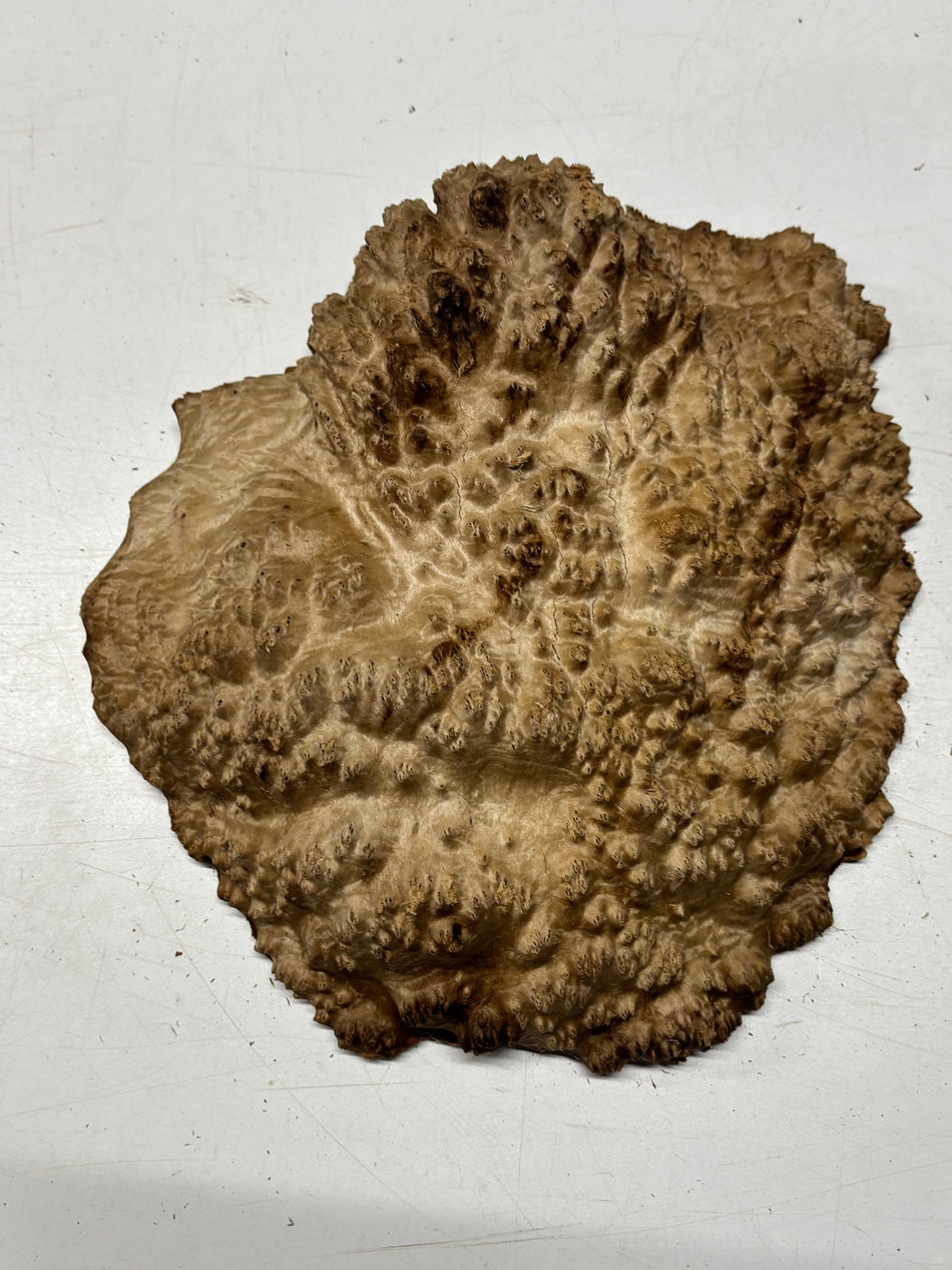 Brown Mallee Burl Blank 11" x 9" x 3" 8.9 Lbs #7132 - Exotic Wood Zone