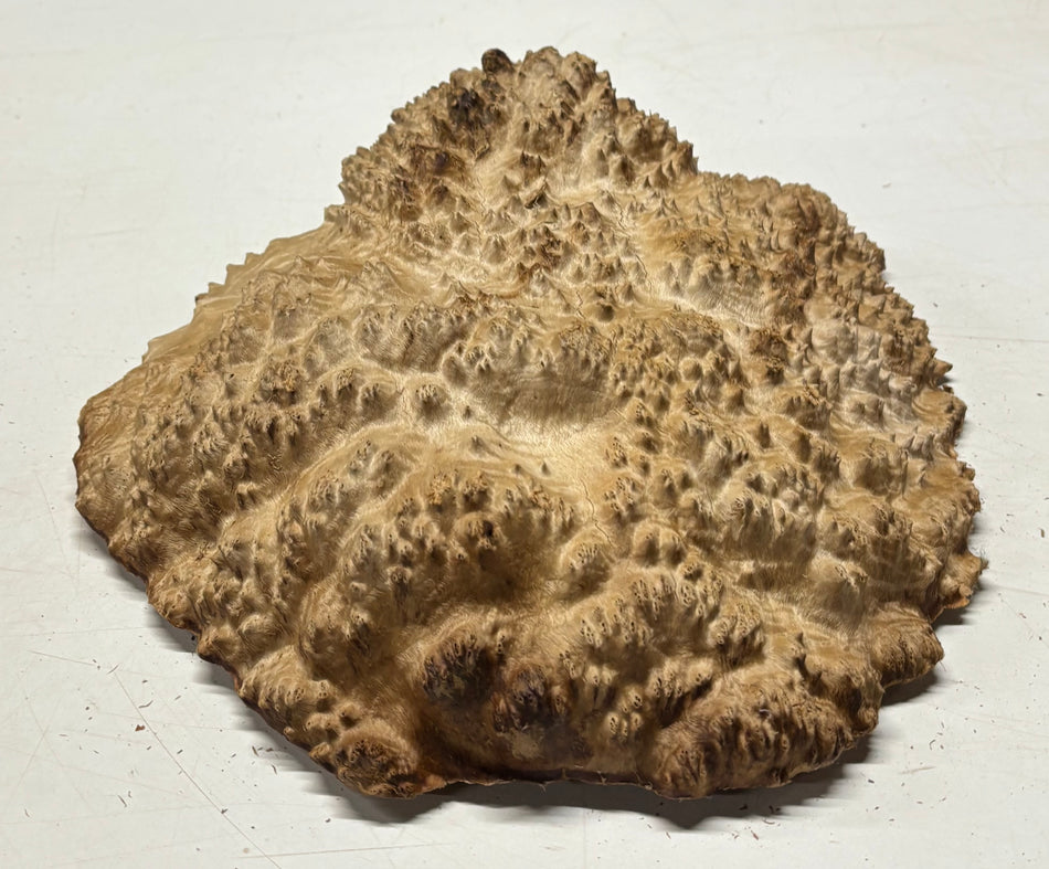 Brown Mallee Burl Blank 11" x 9" x 3" 8.9 Lbs #7132 - Exotic Wood Zone