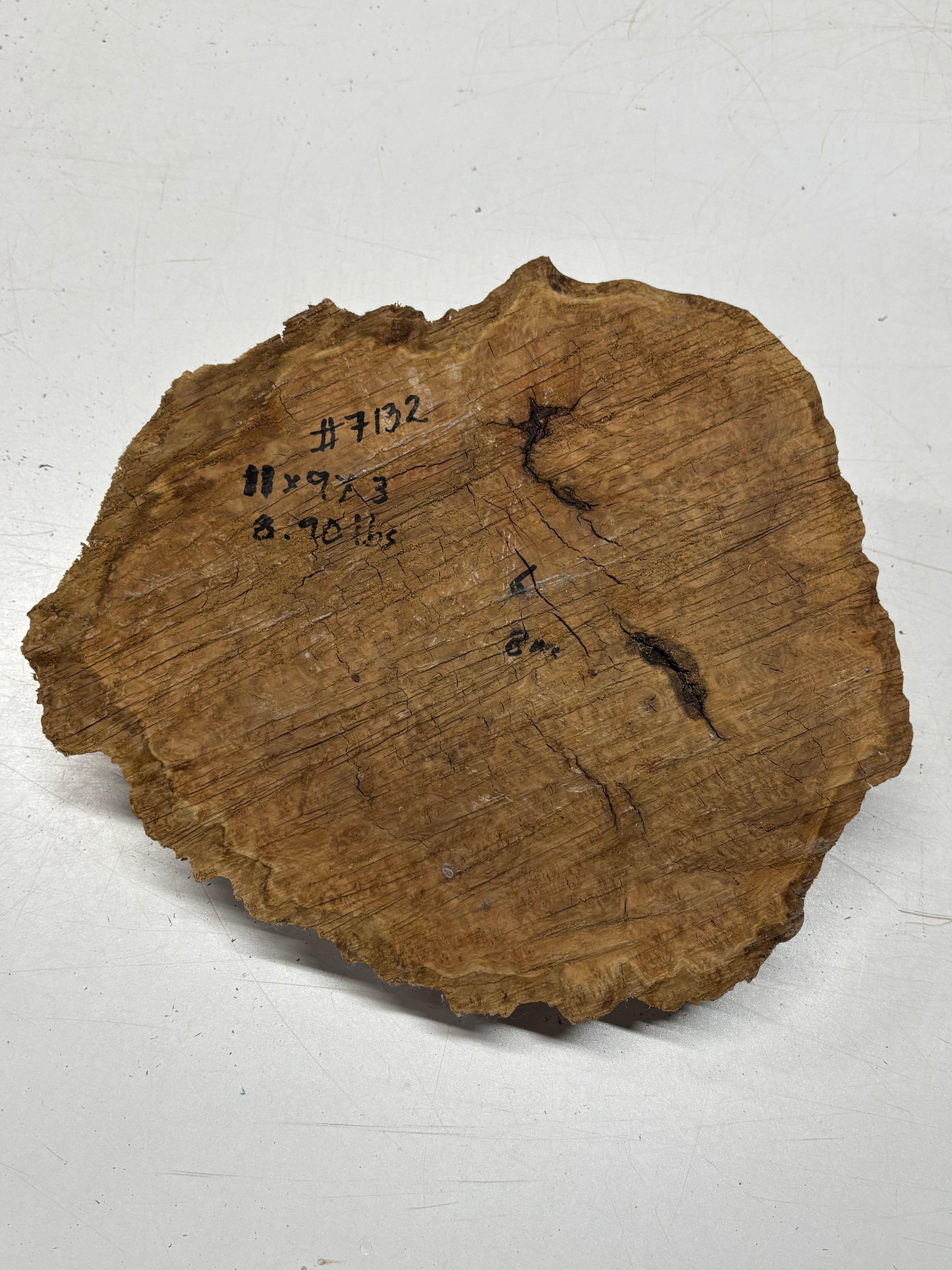 Brown Mallee Burl Blank 11" x 9" x 3" 8.9 Lbs #7132 - Exotic Wood Zone