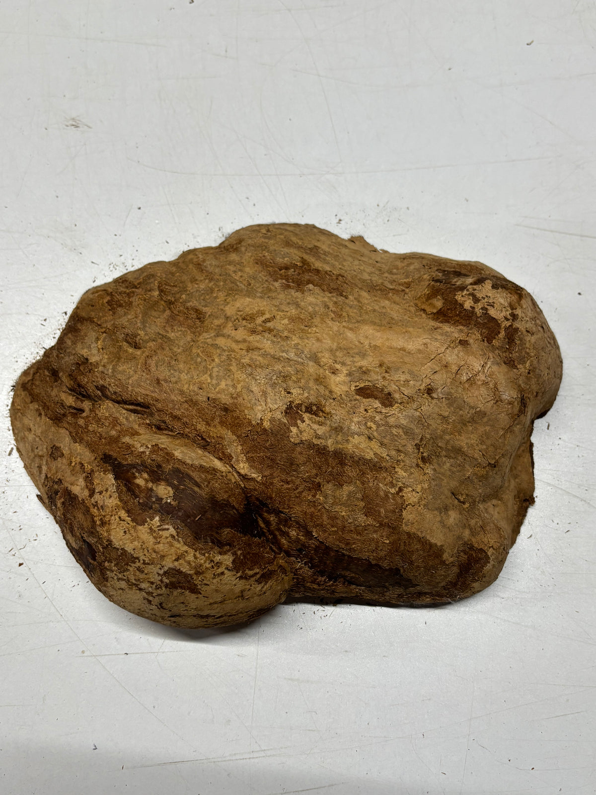 Brown Mallee Burl Blank 10" x 7" x 2" 5.3 Lbs #7133 - Exotic Wood Zone