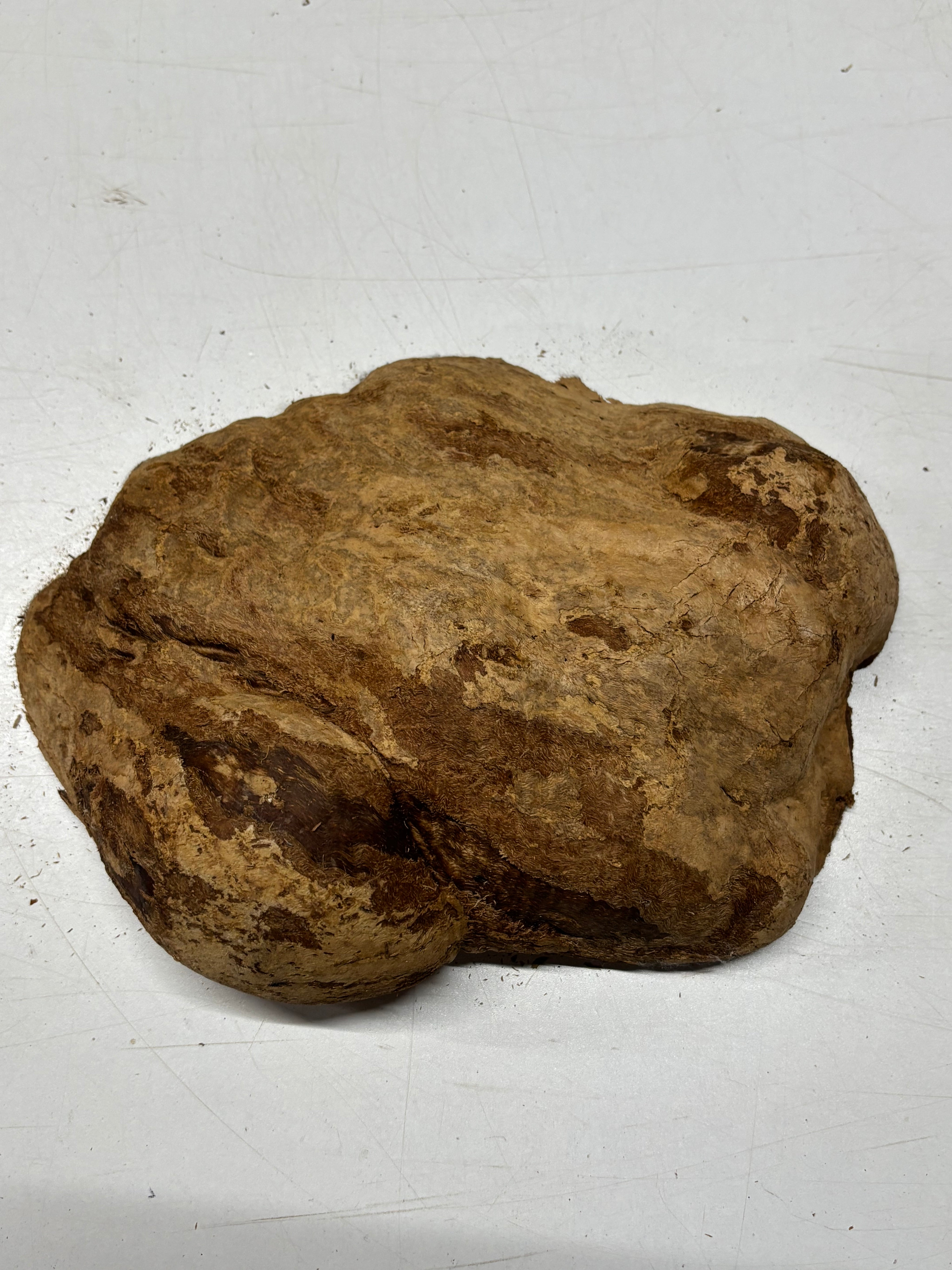 Brown Mallee Burl Blank 10" x 7" x 2" 5.3 Lbs #7133 - Exotic Wood Zone