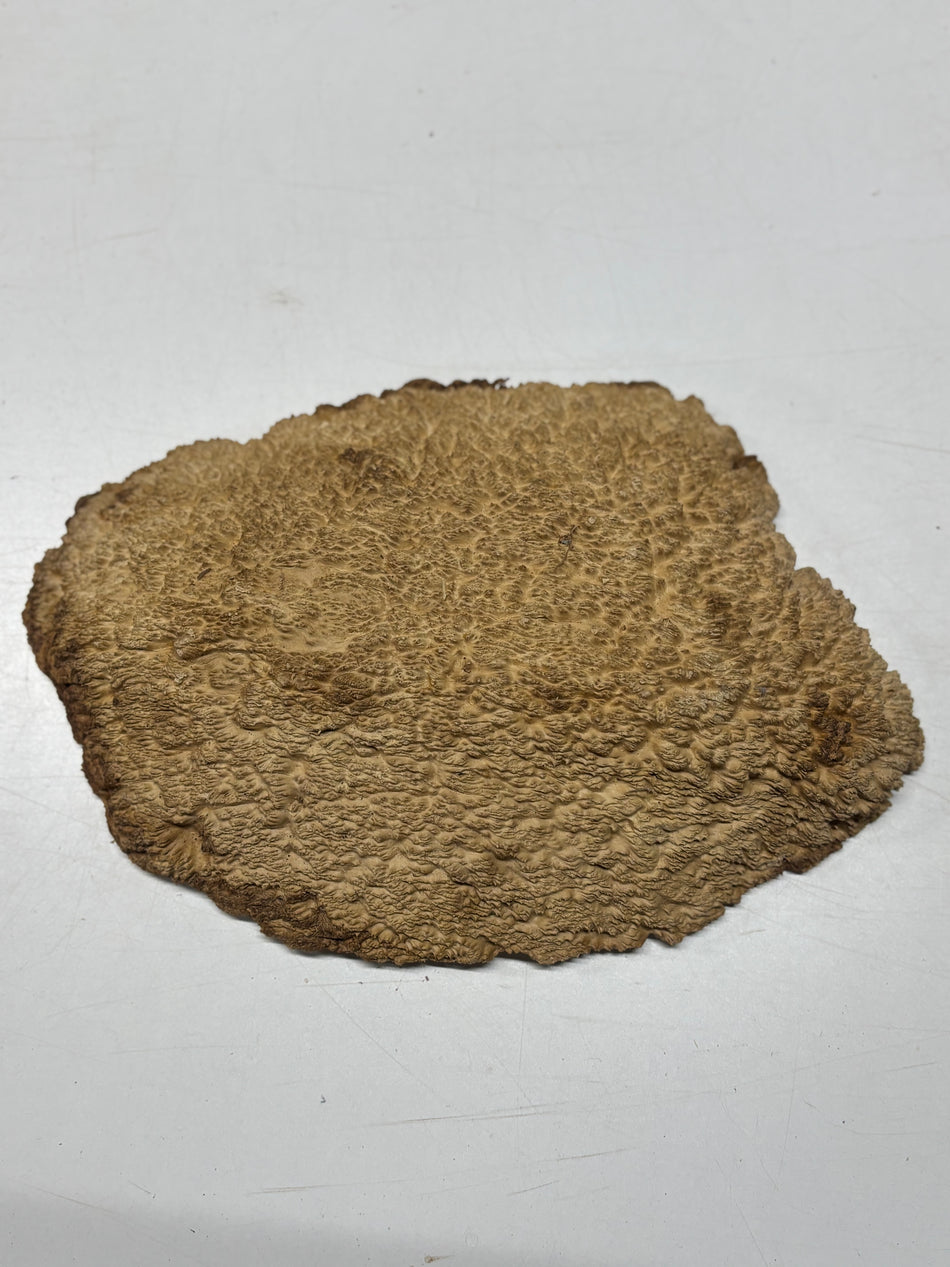 Brown Mallee Burl Blank 15" x 10" x 1.5" 5.9 Lbs #7133