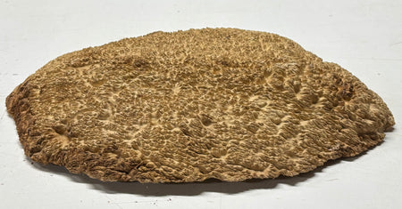Brown Mallee Burl Blank 15" x 10" x 1.5" 5.9 Lbs #7133 - Exotic Wood Zone
