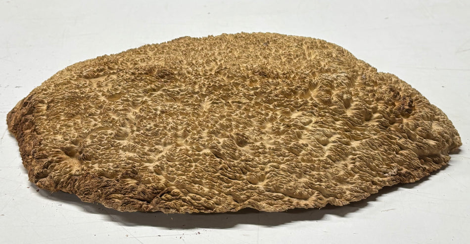 Brown Mallee Burl Blank 15" x 10" x 1.5" 5.9 Lbs #7133