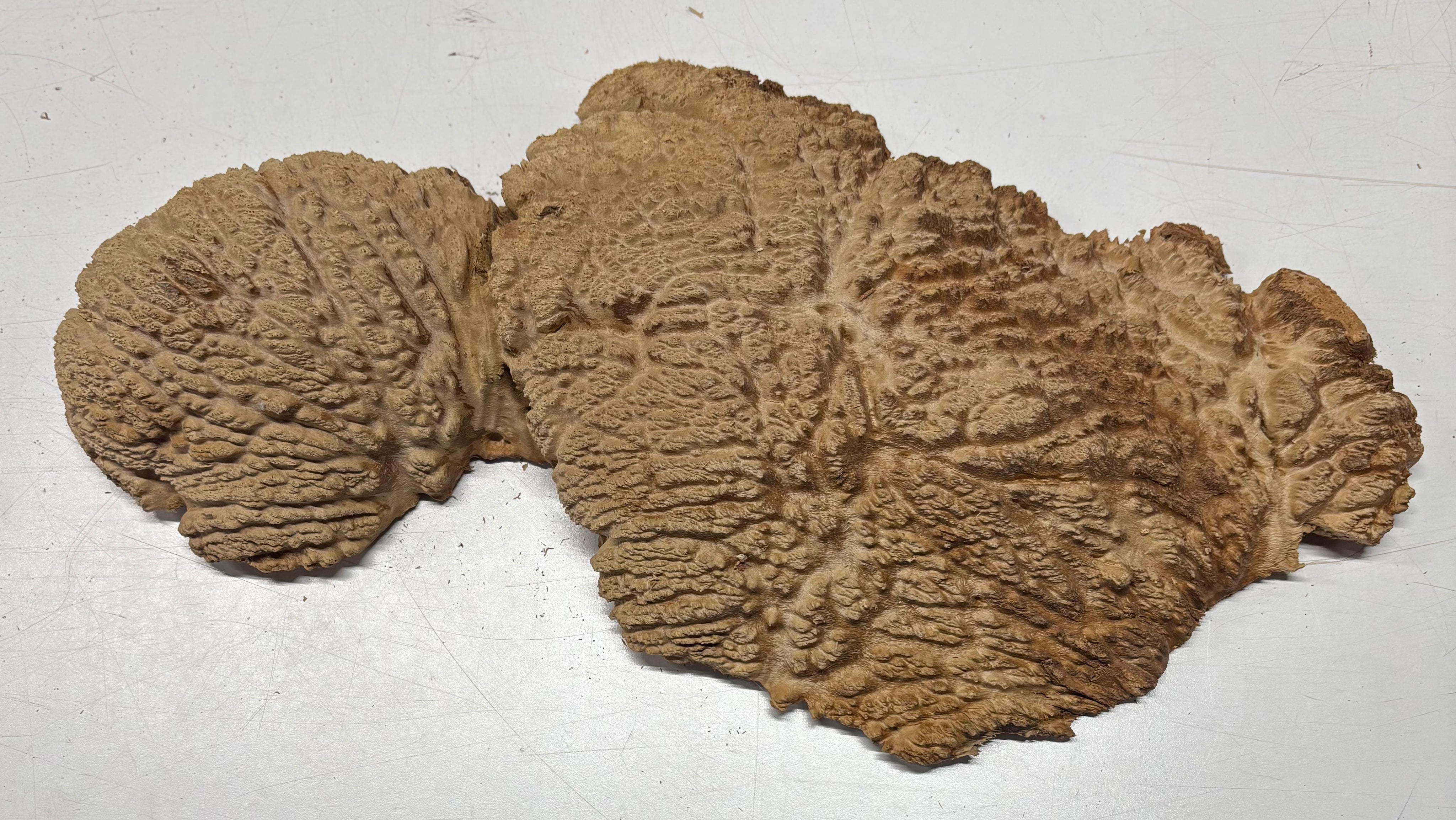 Brown Mallee Burl Blank 19" x 9" x 1.5" 5.8 Lbs #7134 - Exotic Wood Zone