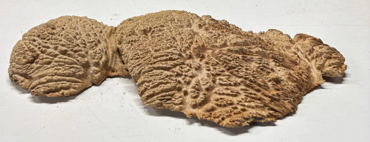 Brown Mallee Burl Blank 19" x 9" x 1.5" 5.8 Lbs #7134 - Exotic Wood Zone