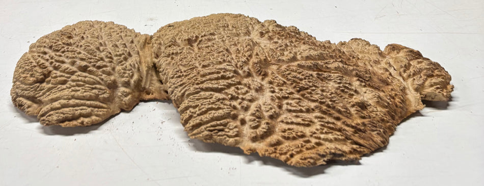 Brown Mallee Burl Blank 19" x 9" x 1.5" 5.8 Lbs #7134