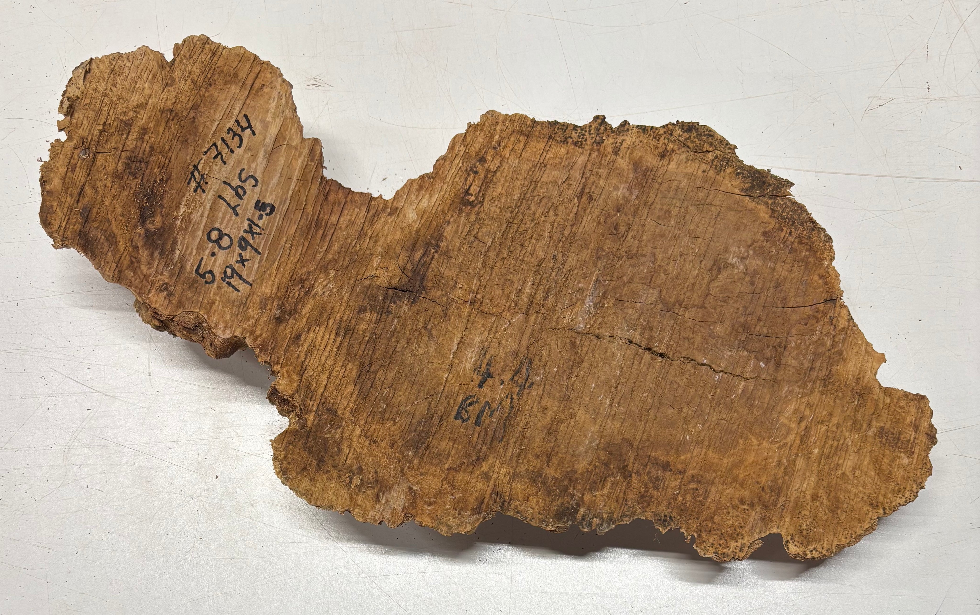 Brown Mallee Burl Blank 19" x 9" x 1.5" 5.8 Lbs #7134 - Exotic Wood Zone