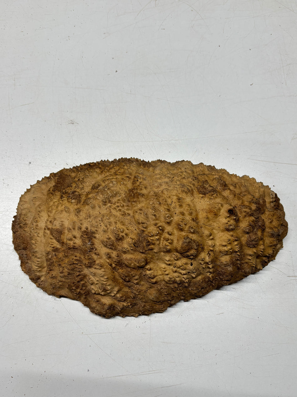 Brown Mallee Burl Blank 14" x 7" x 2.5" 7.35 Lbs #7135