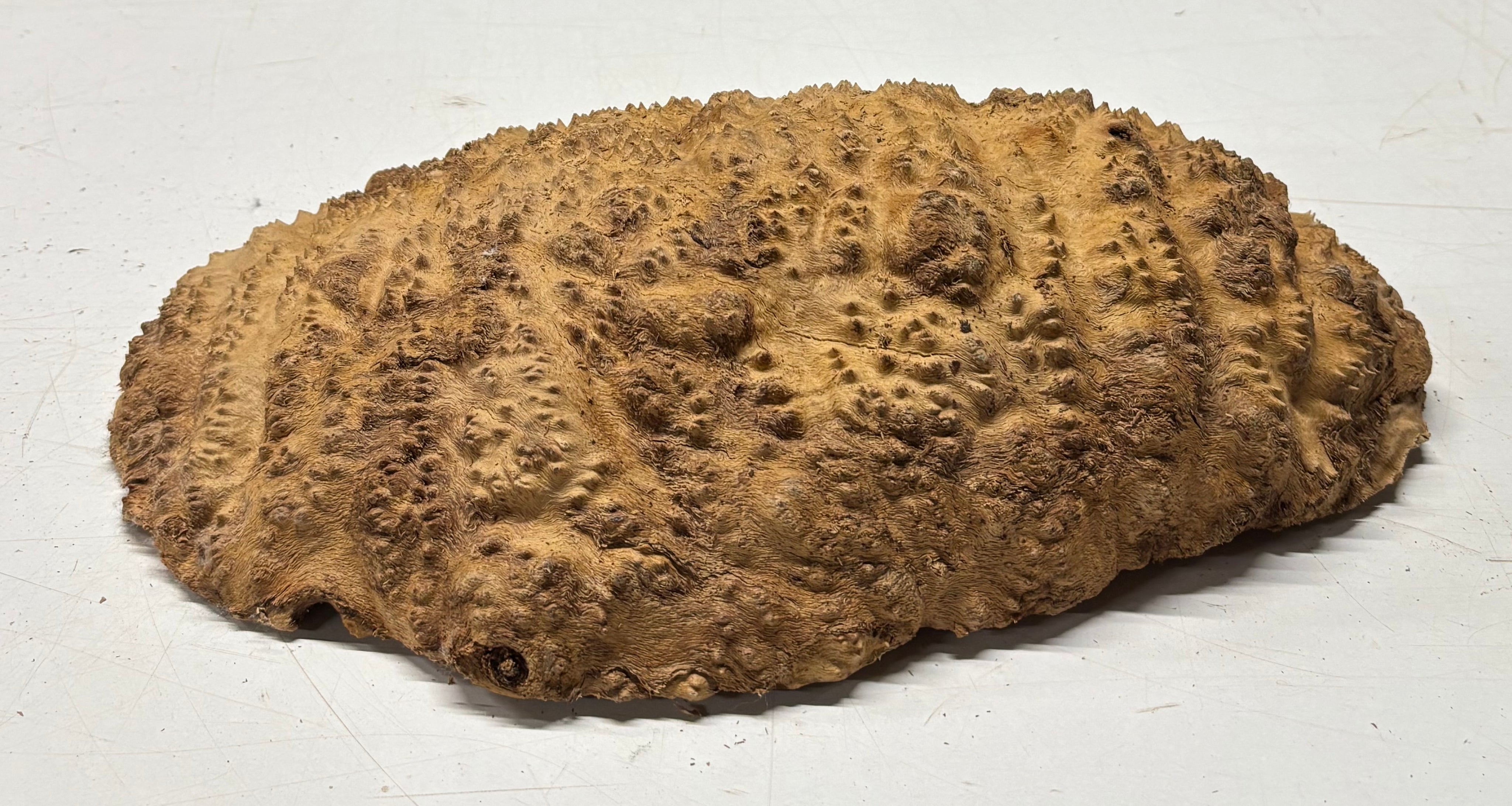 Brown Mallee Burl Blank 14" x 7" x 2.5" 7.35 Lbs #7135 - Exotic Wood Zone