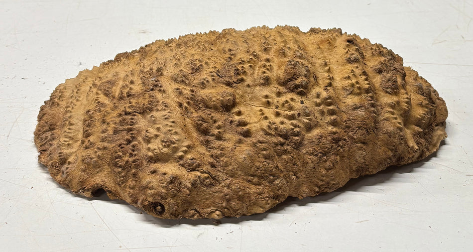Brown Mallee Burl Blank 14" x 7" x 2.5" 7.35 Lbs #7135