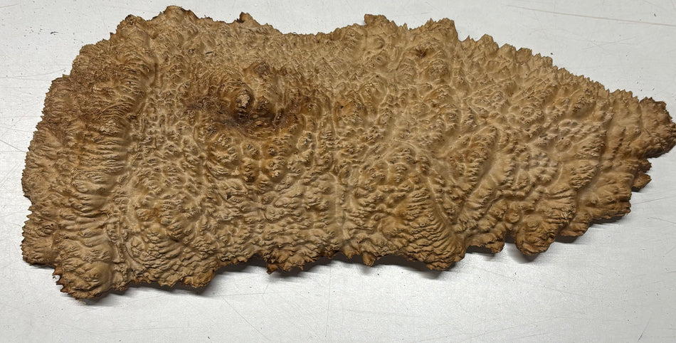Brown Mallee Burl Blank 16" x 6" x 1.5" 5.3 Lbs #7136
