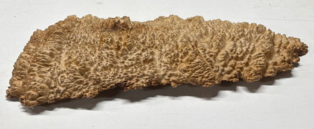 Brown Mallee Burl Blank 16" x 6" x 1.5" 5.3 Lbs #7136 - Exotic Wood Zone