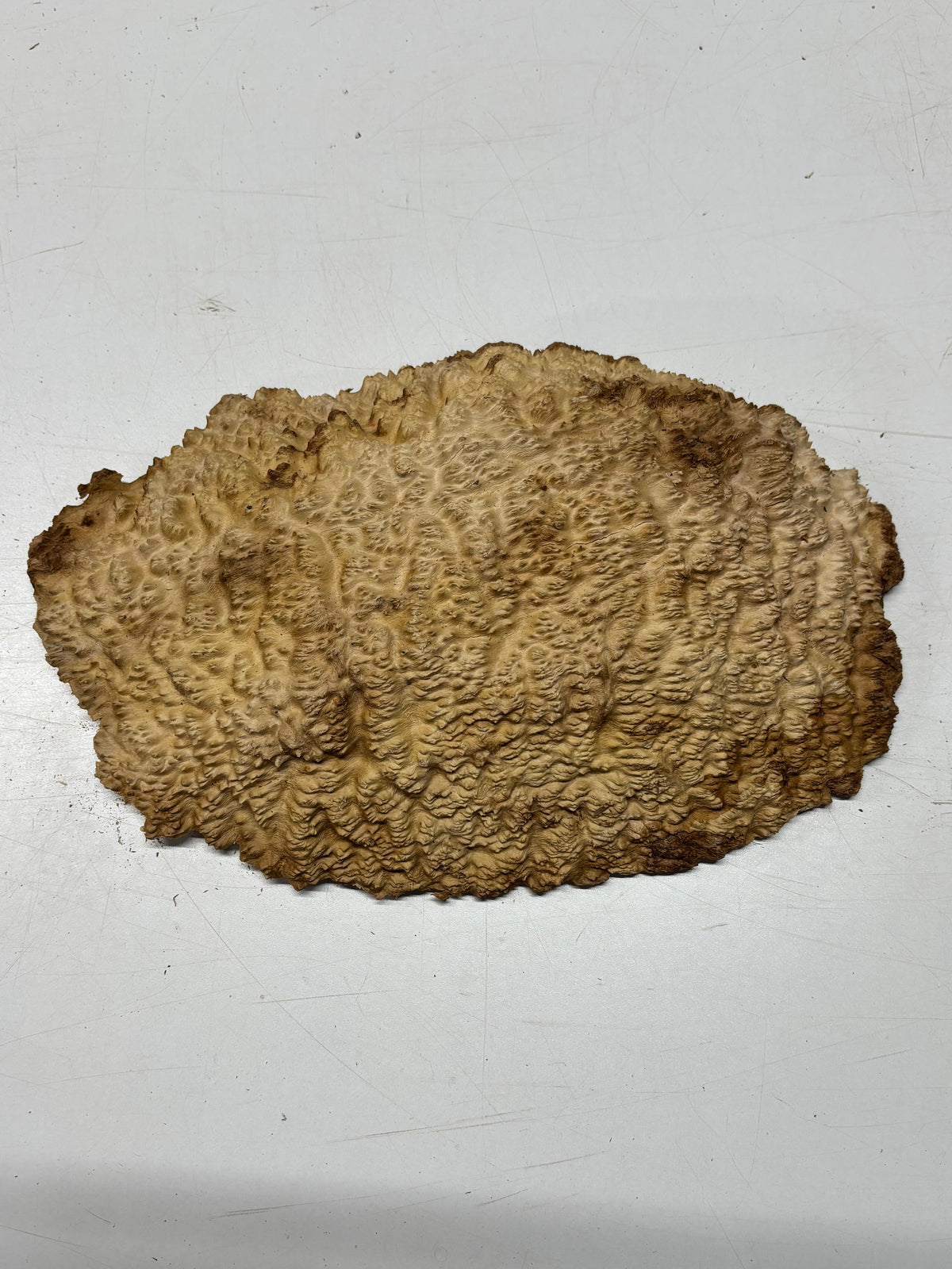 Brown Mallee Burl Blank 14" x 9" x 2" 5.8 Lbs #7137 - Exotic Wood Zone