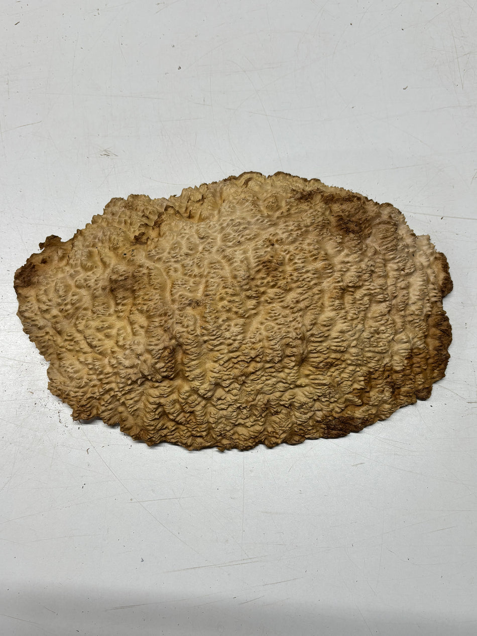 Brown Mallee Burl Blank 14" x 9" x 2" 5.8 Lbs #7137