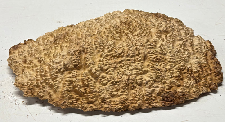 Brown Mallee Burl Blank 14" x 9" x 2" 5.8 Lbs #7137
