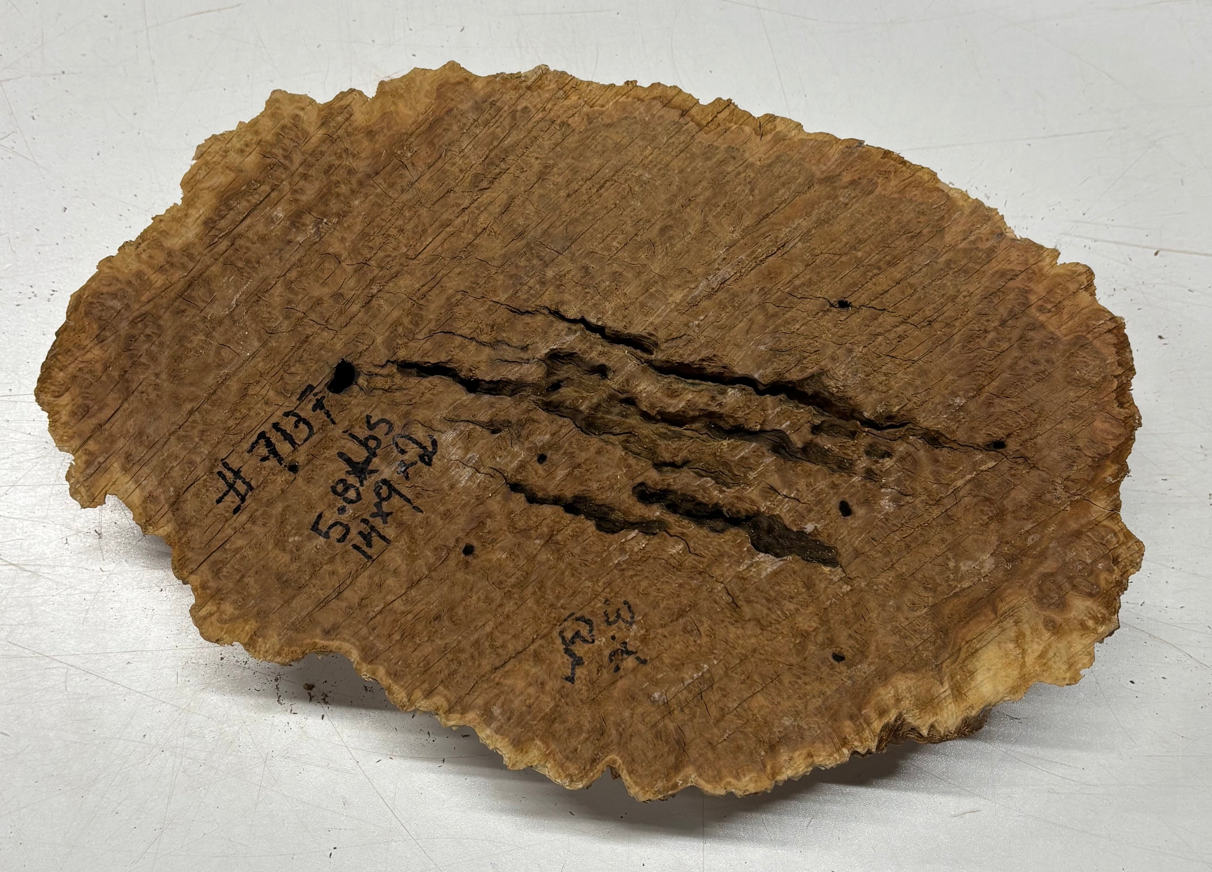 Brown Mallee Burl Blank 14" x 9" x 2" 5.8 Lbs #7137 - Exotic Wood Zone