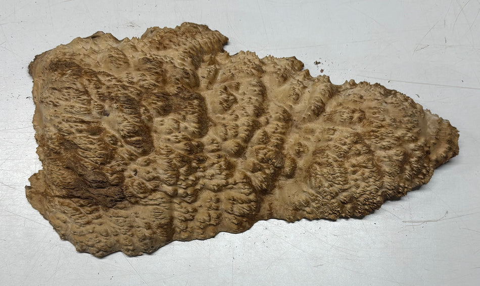 Brown Mallee Burl Blank 19" x 8.5" x 2" 6.7 Lbs #7138