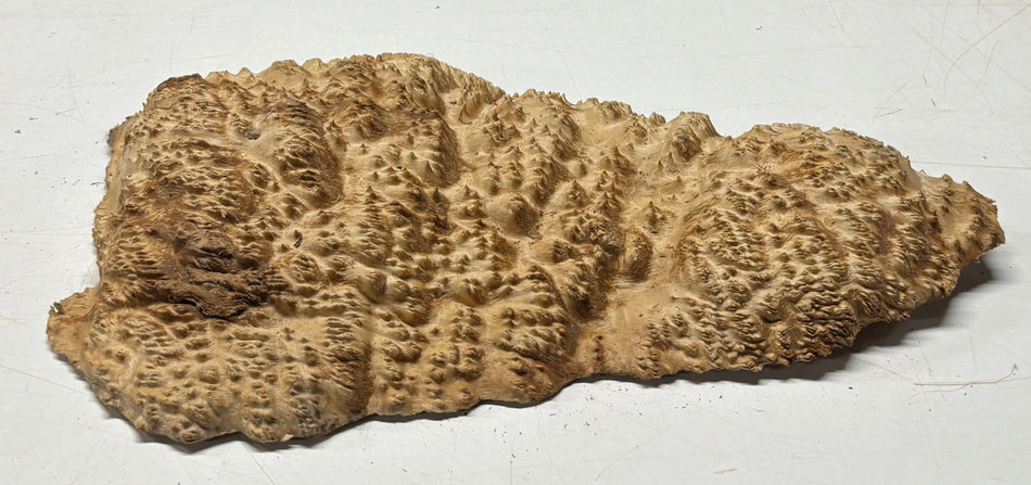 Brown Mallee Burl Blank 19" x 8.5" x 2" 6.7 Lbs #7138