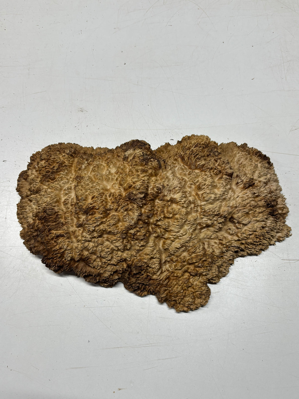 Brown Mallee Burl Blank 15" x 9" x 3" 7.2 Lbs #7139 - Exotic Wood Zone