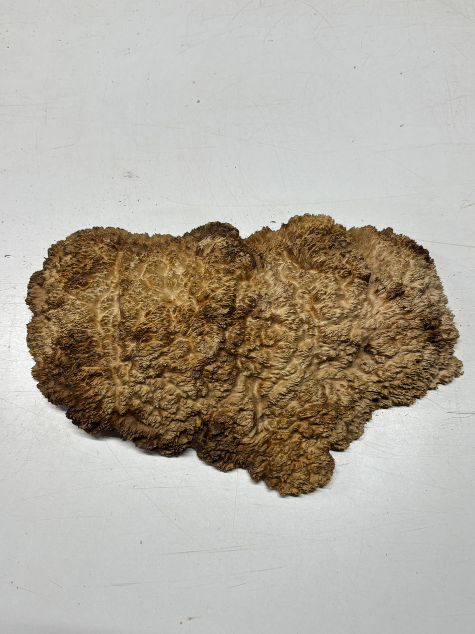 Brown Mallee Burl Blank 15" x 9" x 3" 7.2 Lbs #7139