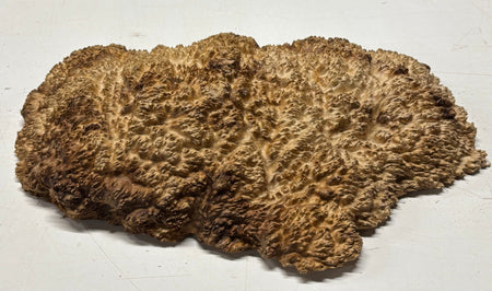 Brown Mallee Burl Blank 15" x 9" x 3" 7.2 Lbs #7139 - Exotic Wood Zone
