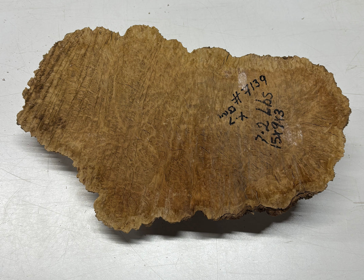 Brown Mallee Burl Blank 15" x 9" x 3" 7.2 Lbs #7139 - Exotic Wood Zone