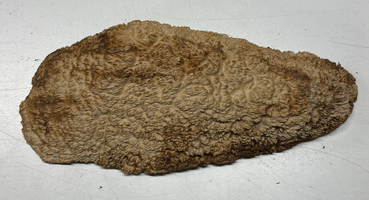 Brown Mallee Burl Blank 15" x 5" x 2.5" 5.95 Lbs #7140 - Exotic Wood Zone