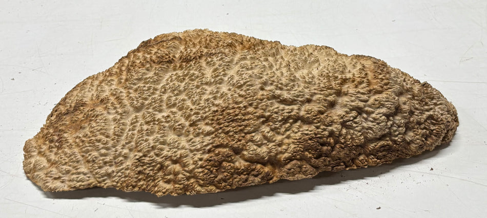 Brown Mallee Burl Blank 15" x 5" x 2.5" 5.95 Lbs #7140