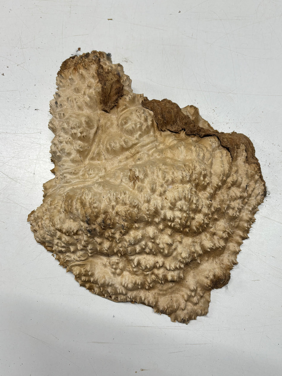 Brown Mallee Burl Blank 14" x 12" x 2.5" 7.2 Lbs #7141
