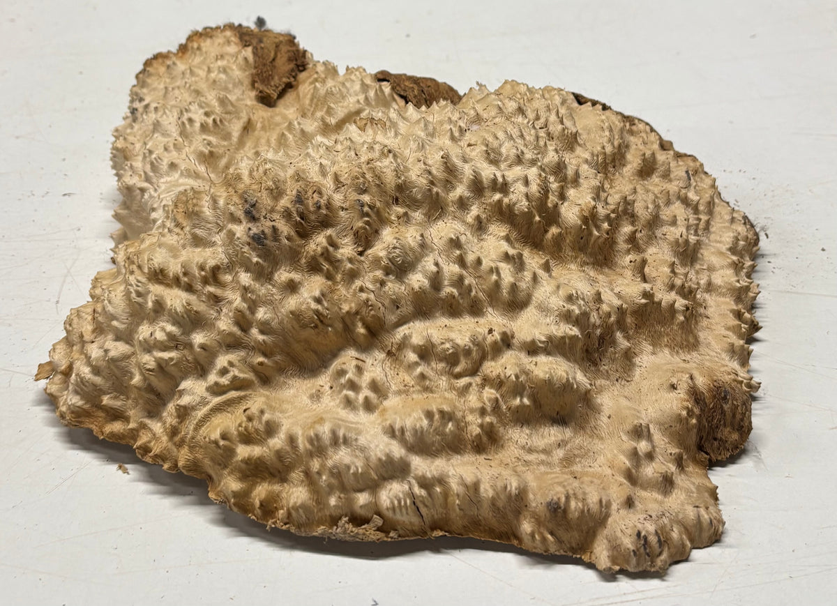 Brown Mallee Burl Blank 14" x 12" x 2.5" 7.2 Lbs #7141 - Exotic Wood Zone