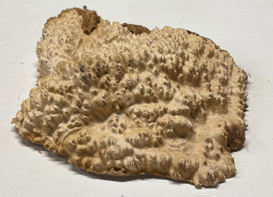 Brown Mallee Burl Blank 14" x 12" x 2.5" 7.2 Lbs #7141