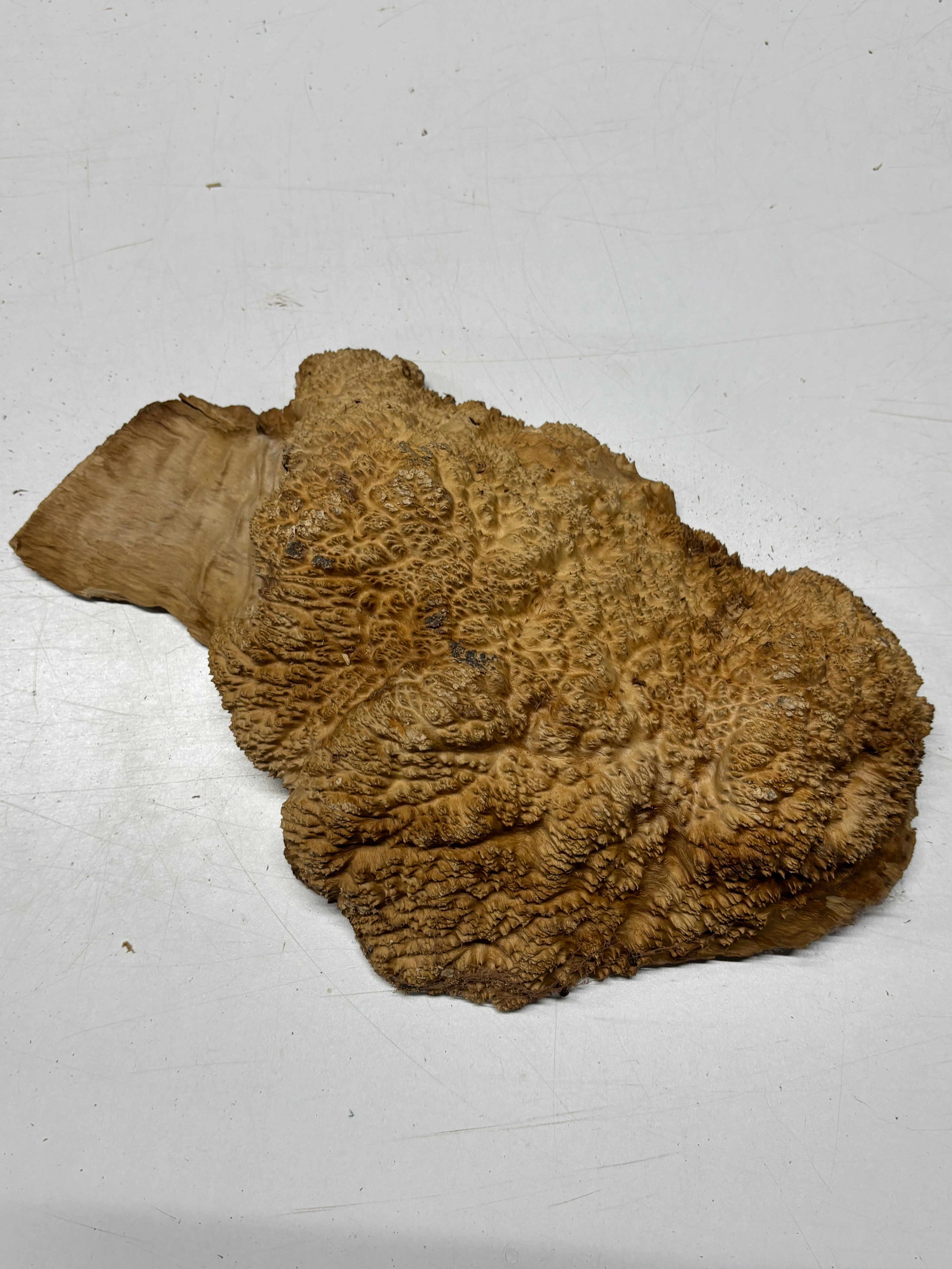 Brown Mallee Burl Blank 14" x 8" x 2" 6 Lbs #7142 - Exotic Wood Zone