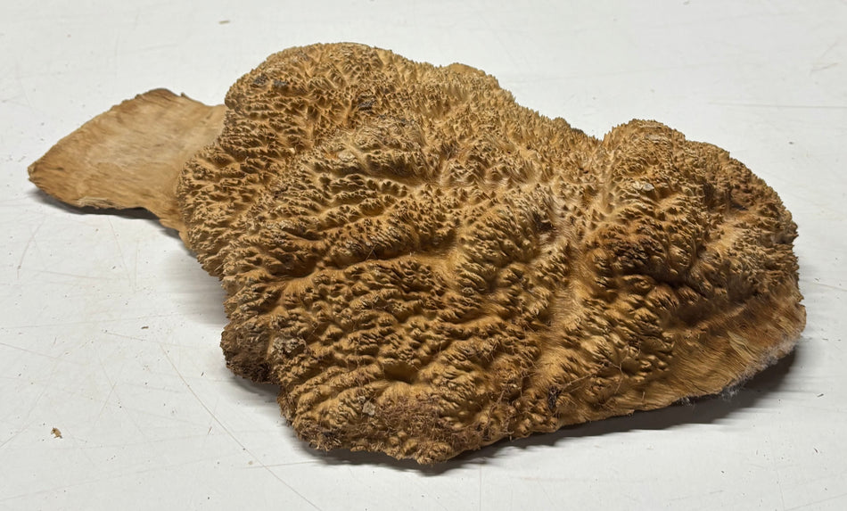 Brown Mallee Burl Blank 14" x 8" x 2" 6 Lbs #7142