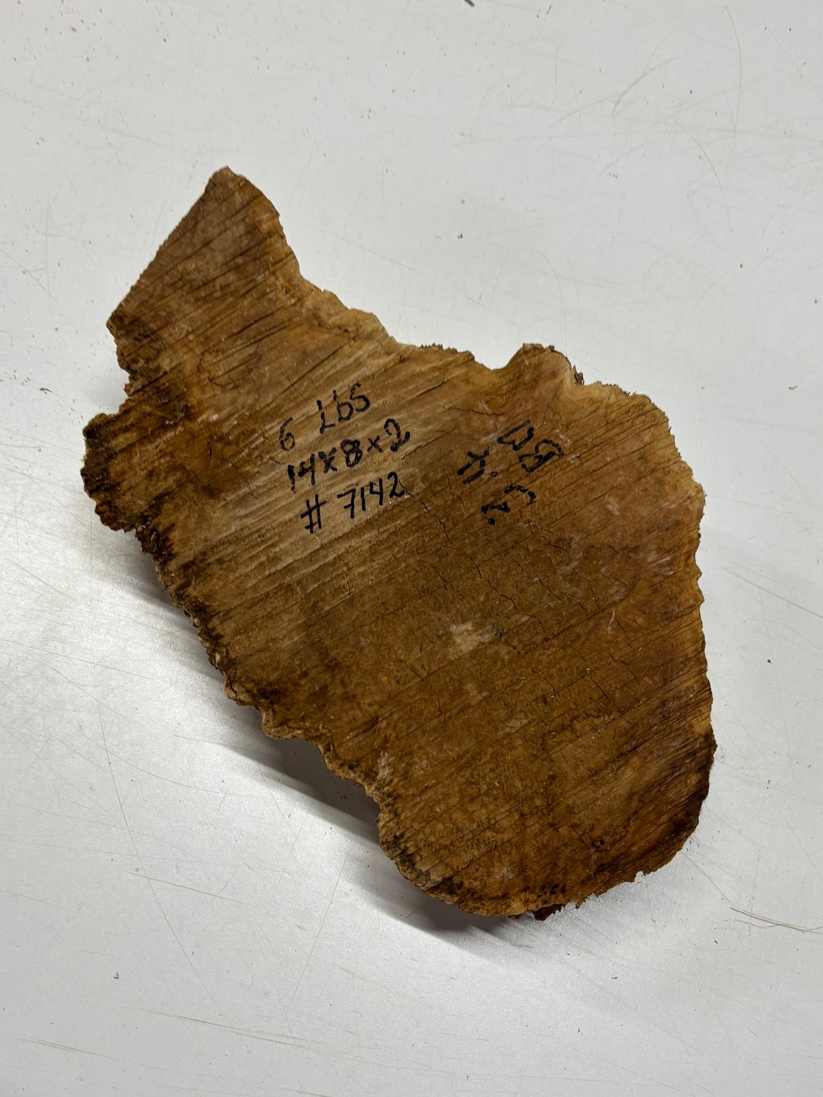 Brown Mallee Burl Blank 14" x 8" x 2" 6 Lbs #7142 - Exotic Wood Zone