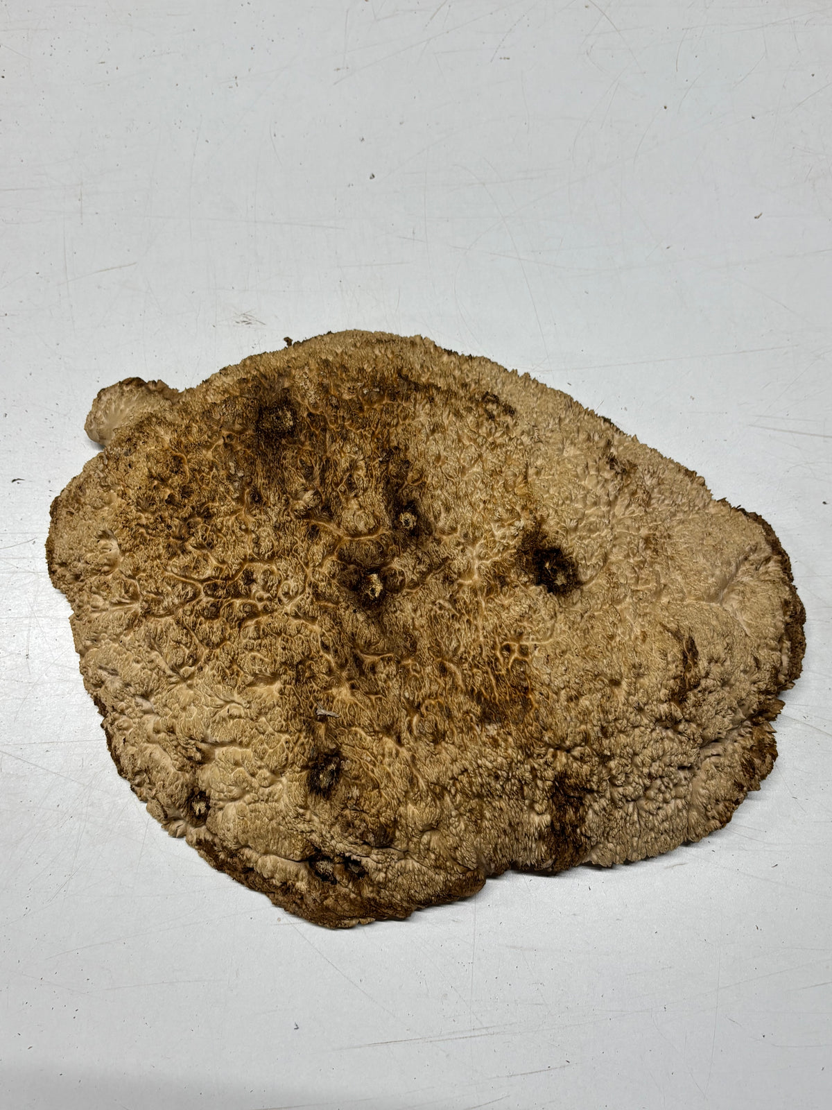 Brown Mallee Burl Blank 14" x 11" x 1.5" 6.8 Lbs #7143 - Exotic Wood Zone