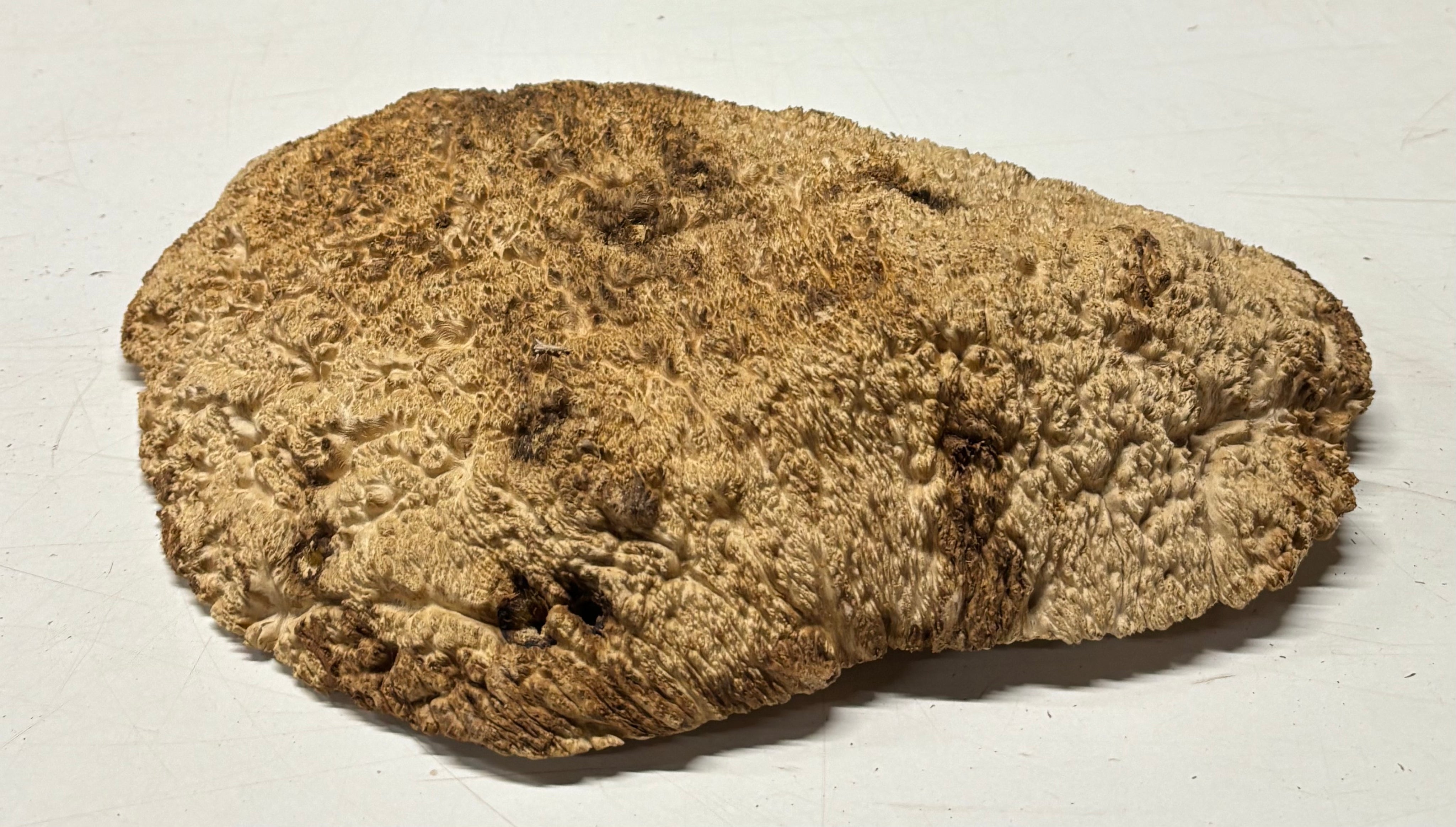 Brown Mallee Burl Blank 14" x 11" x 1.5" 6.8 Lbs #7143 - Exotic Wood Zone