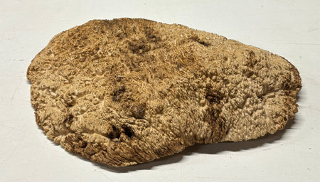 Brown Mallee Burl Blank 14" x 11" x 1.5" 6.8 Lbs #7143 - Exotic Wood Zone
