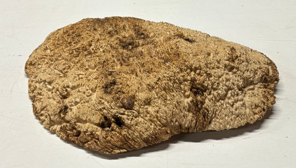Brown Mallee Burl Blank 14" x 11" x 1.5" 6.8 Lbs #7143
