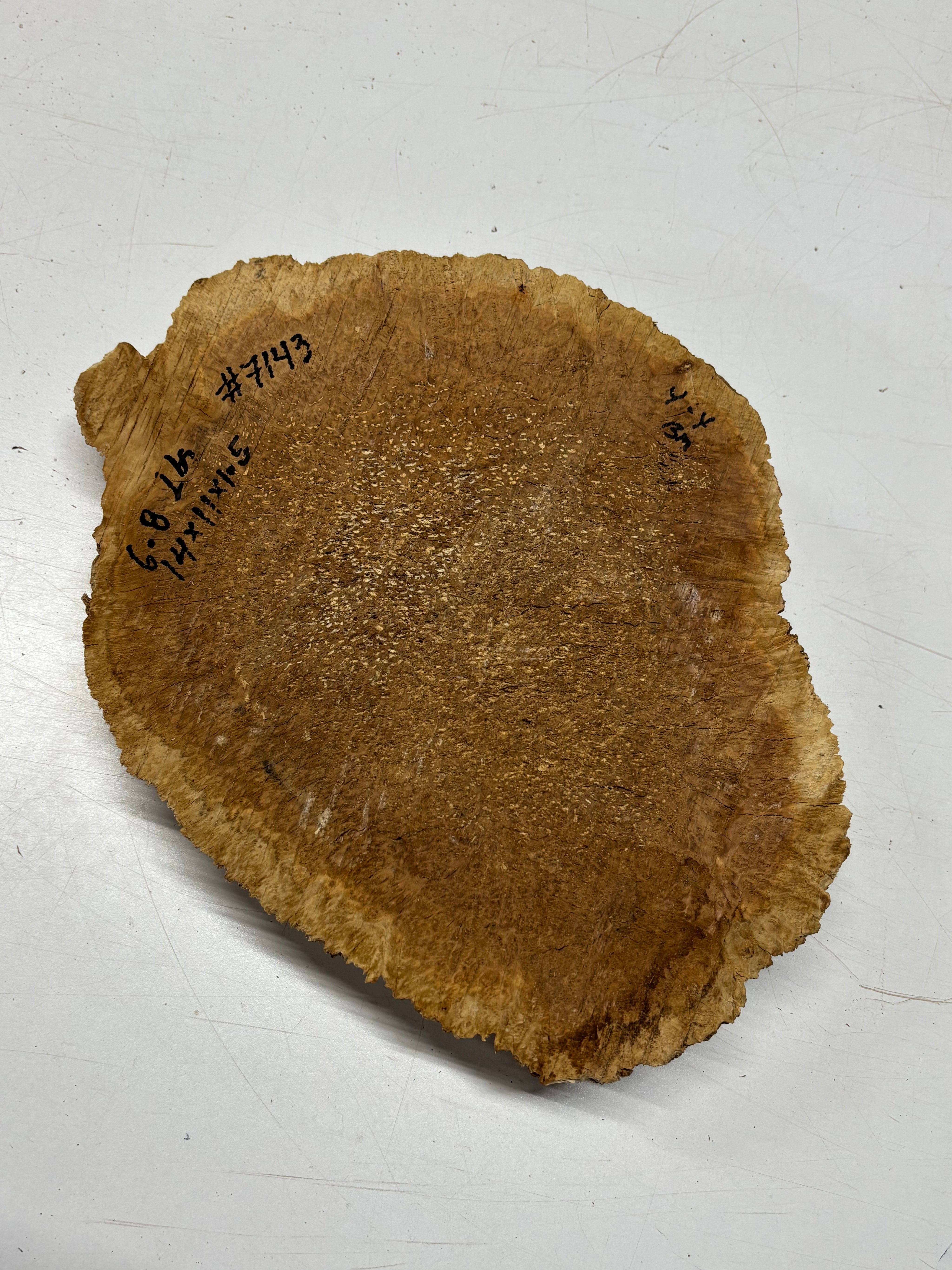 Brown Mallee Burl Blank 14" x 11" x 1.5" 6.8 Lbs #7143 - Exotic Wood Zone