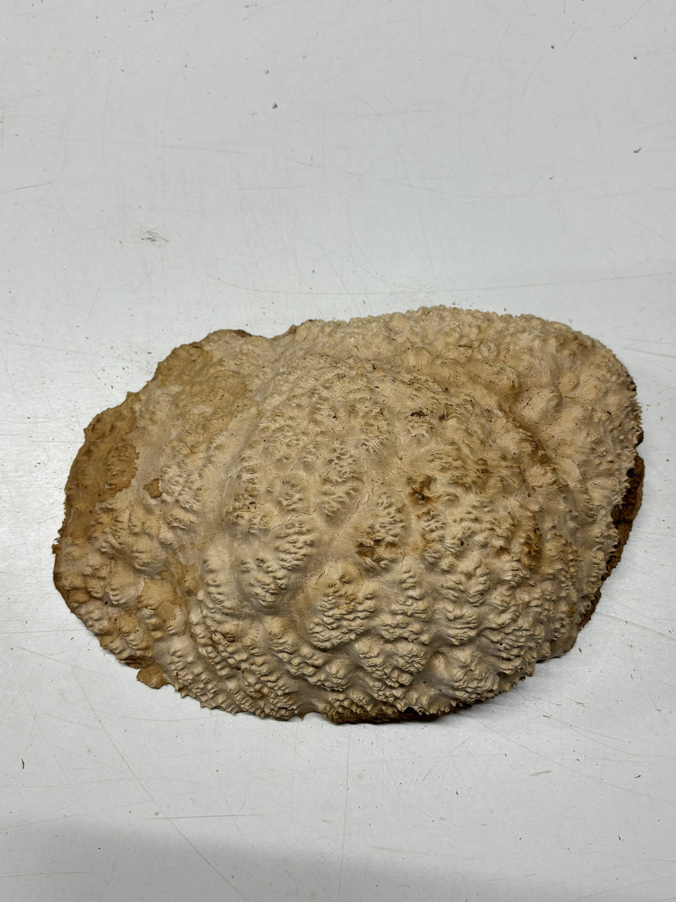 Brown Mallee Burl Blank 12" x 8" x 3" 5.7 Lbs #7144