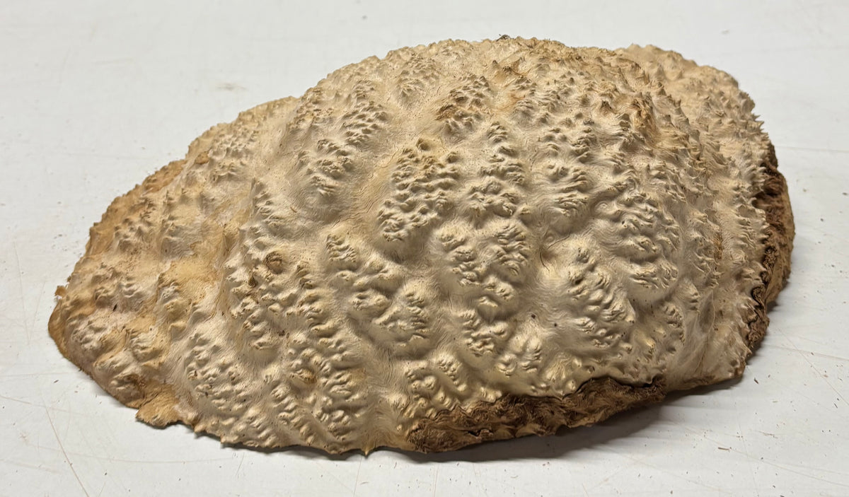 Brown Mallee Burl Blank 12" x 8" x 3" 5.7 Lbs #7144 - Exotic Wood Zone