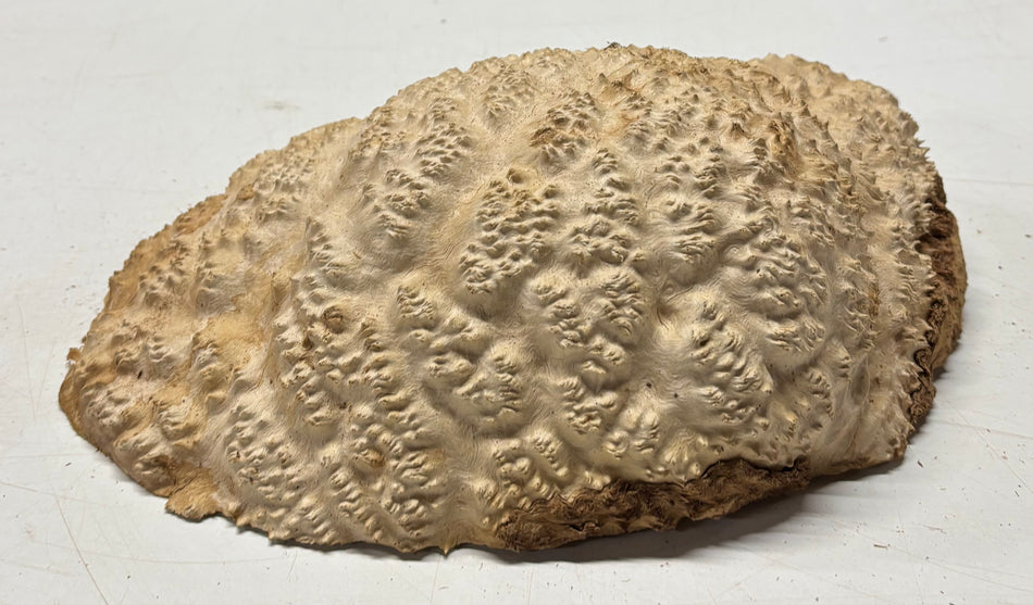 Brown Mallee Burl Blank 12" x 8" x 3" 5.7 Lbs #7144