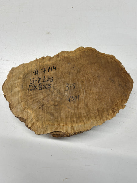 Brown Mallee Burl Blank 12" x 8" x 3" 5.7 Lbs #7144 - Exotic Wood Zone