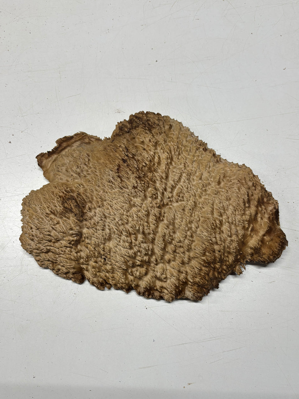 Brown Mallee Burl Blank 15" x 10" x 2" 5.6 Lbs #7145