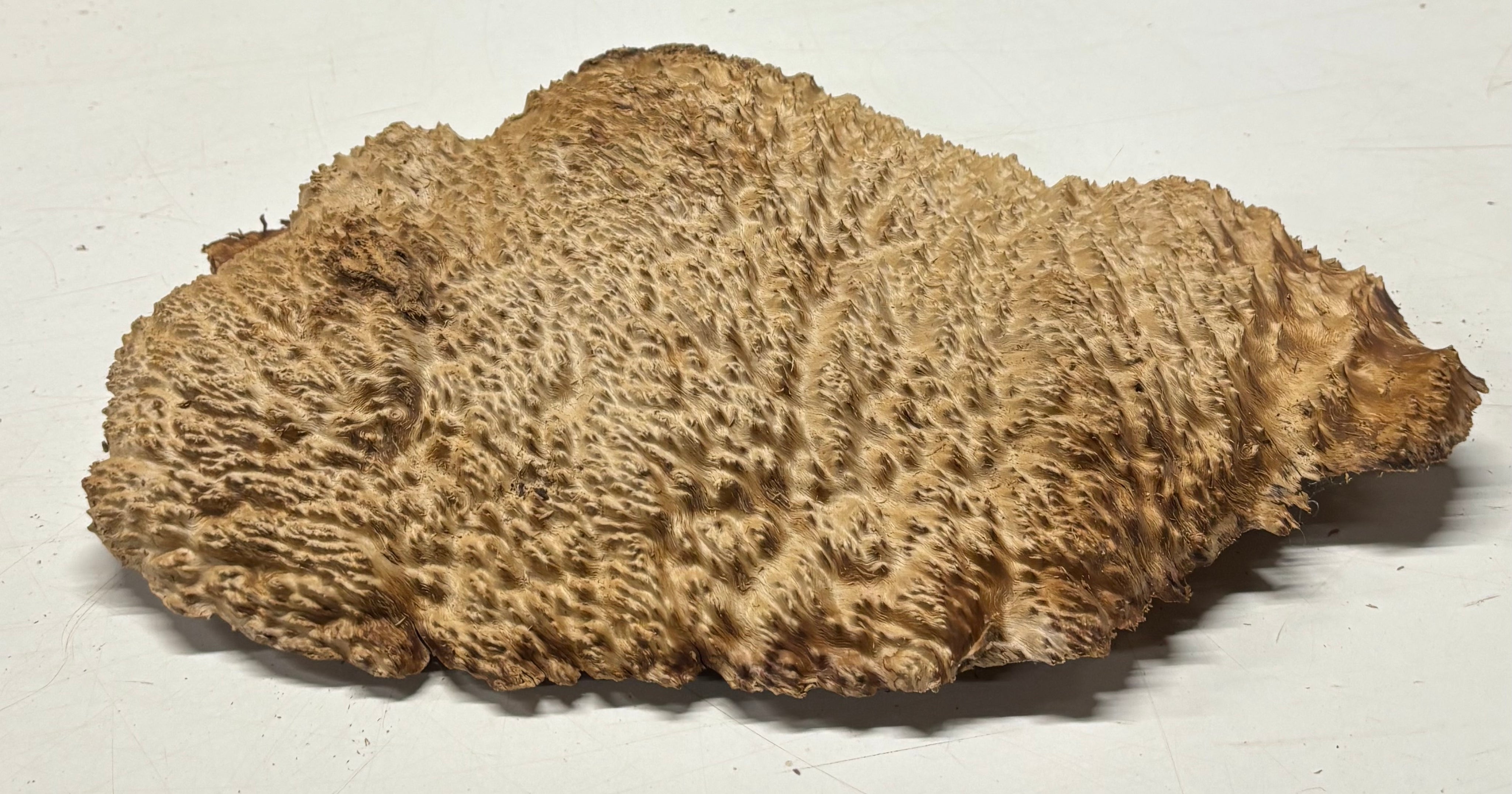 Brown Mallee Burl Blank 15" x 10" x 2" 5.6 Lbs #7145 - Exotic Wood Zone